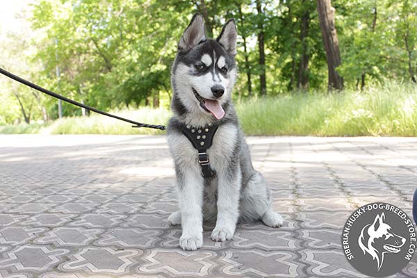 Siberian Husky harness decorated with handset pyramids