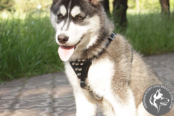 Siberian Husky harness with spiked chest plate