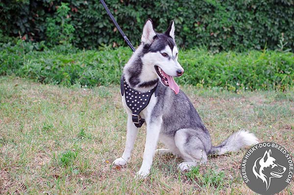 Studded Siberian Husky harness