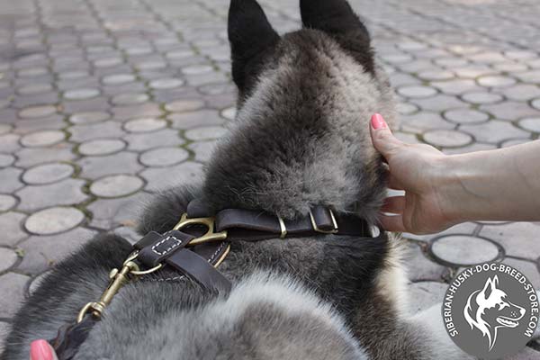 Siberian Husky harness with brass hardware