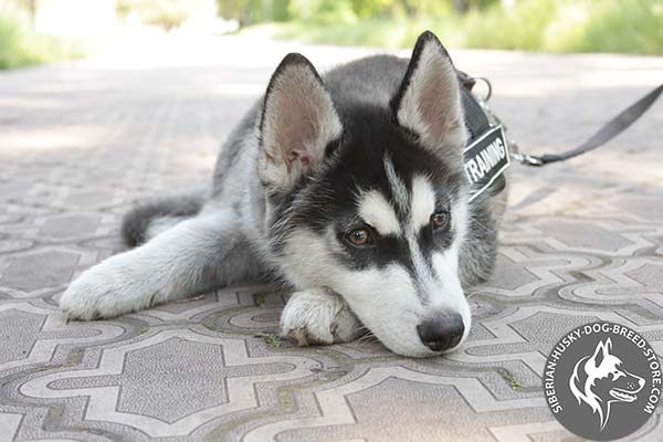 Comfortable Siberian Husky harness