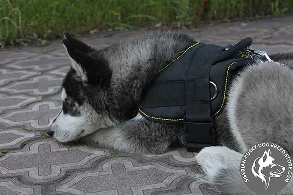 Lightweight Siberian Husky harness
