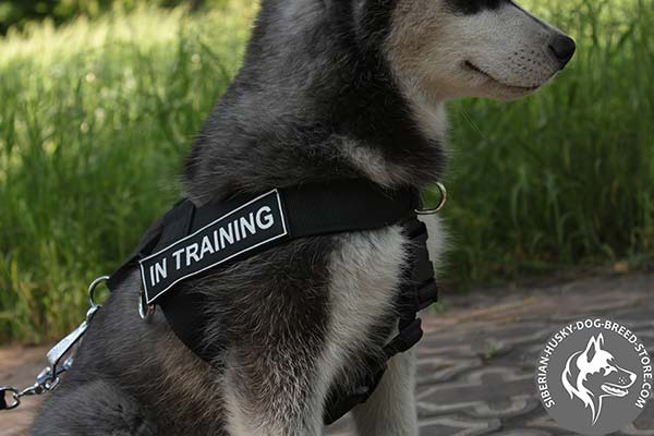 Universal Siberian Husky harness