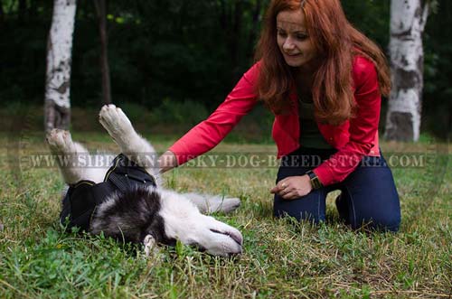 Pulling Siberian Husky harness for dog training