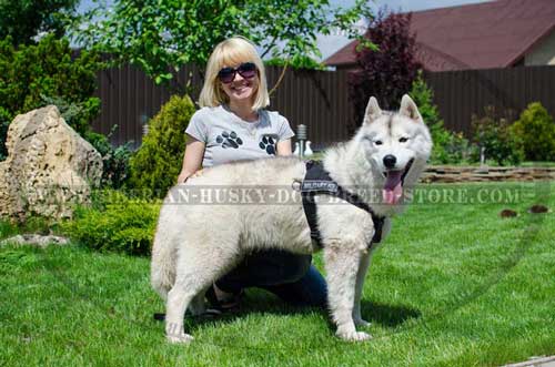 Training nylon Siberian Husky harness pulling