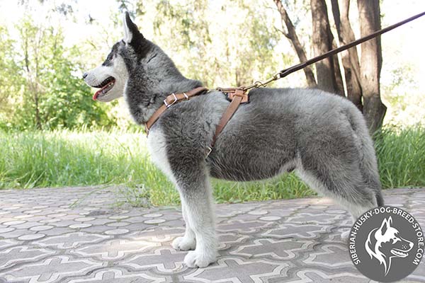 Siberian Husky leather harness with duly riveted studs for daily walks