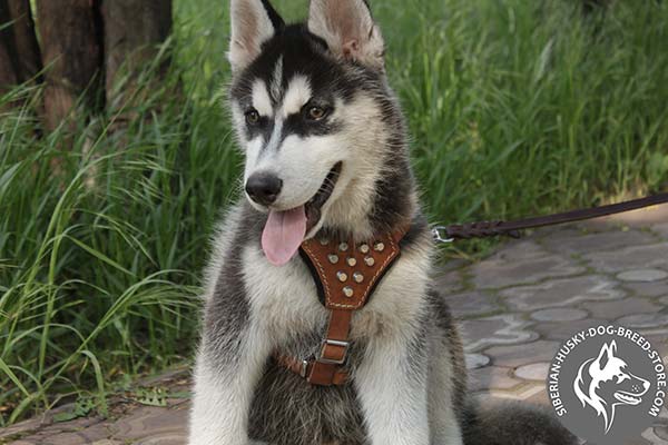Siberian Husky leather harness of classic design with cones for better comfort