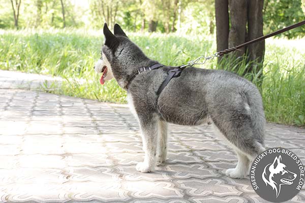 Siberian Husky brown leather harness of genuine materials with nickel plated hardware for basic training