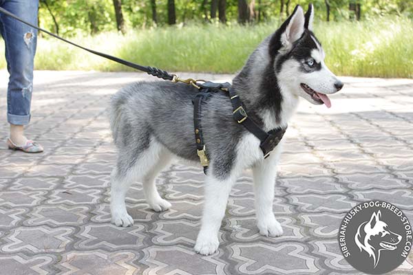 Siberian Husky leather harness adjustable  quick release buckle for perfect control