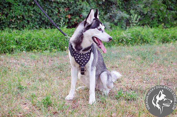 Siberian Husky black leather harness with rustless studs for perfect control