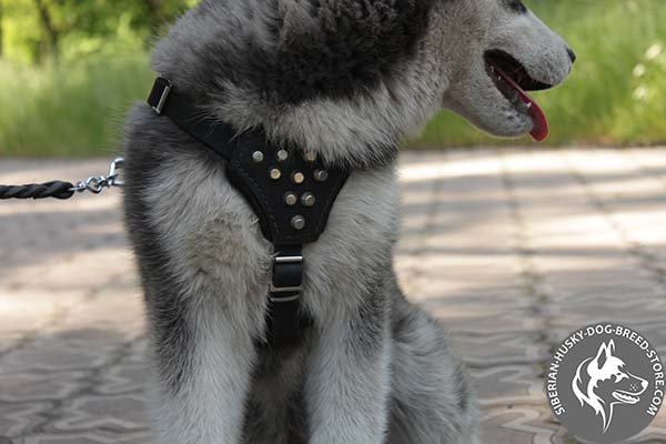 Siberian Husky leather harness of high quality with nickel plated hardware for any activity