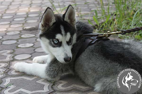 Siberian Husky brown leather harness with reliable quick release buckle for better comfort