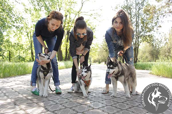 Siberian Husky leather harness with duly riveted hardware for agitation training