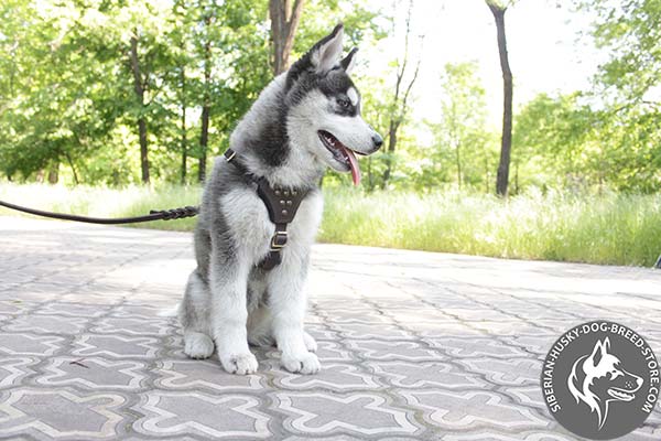 Siberian Husky leather harness with rustless studs for walking