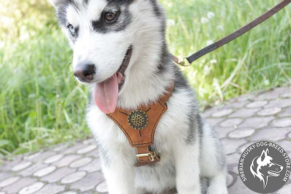Siberian Husky leather harness with reliable fittings for perfect control