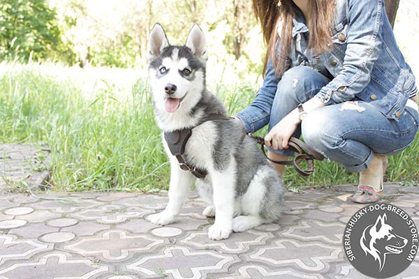 Siberian Husky brown leather harness with rust-proof hardware for professional use