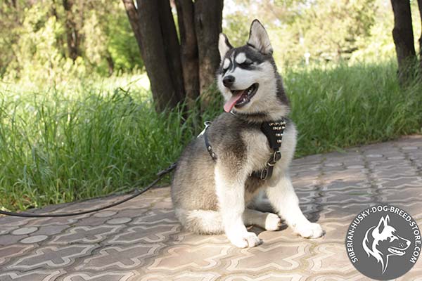 Siberian Husky black leather harness with rust-proof fittings for basic training