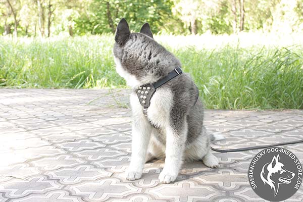 Siberian Husky leather harness with non-corrosive fittings for professional use