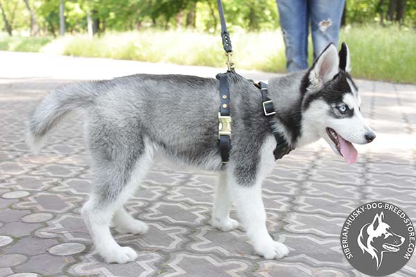 Siberian Husky leather harness with non-corrosive studs for basic training
