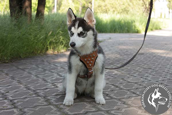 Siberian Husky tan leather harness of classic design with d-ring for leash attachment for daily activity