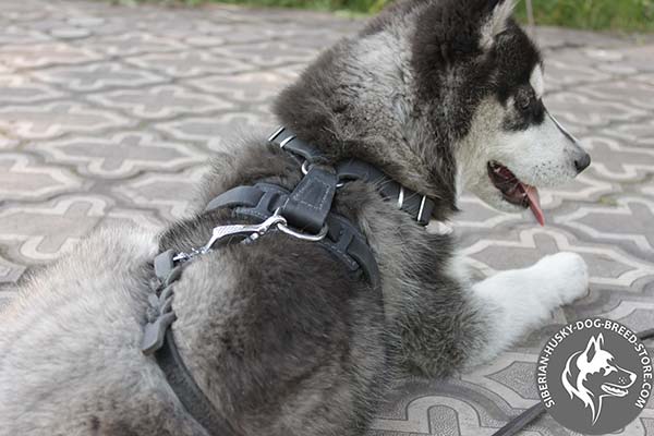 Siberian Husky leather harness with rustless cones for better comfort