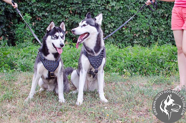 Siberian Husky leather harness of classic design with spikes for perfect control