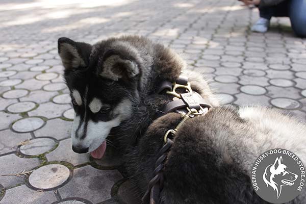 Siberian Husky leather harness of genuine materials with d-ring for leash attachment for professional use