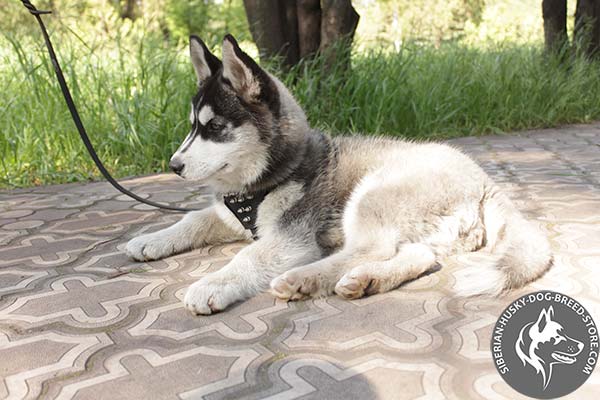 Siberian Husky black leather harness with corrosion resistant spikes for walking