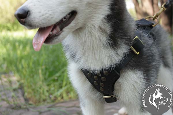 Siberian Husky leather harness of high quality with studs for improved control