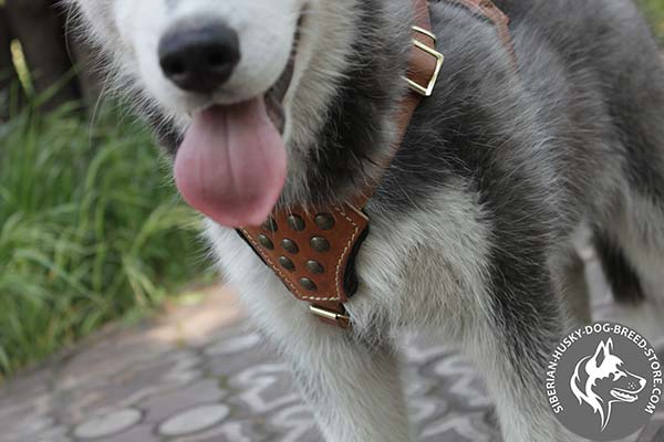 Siberian Husky leather harness with non-corrosive hardware for daily activity