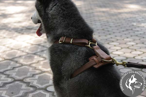 Siberian Husky leather harness with corrosion resistant studs for basic training