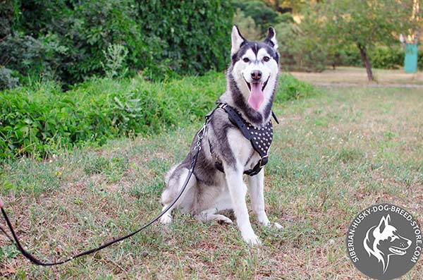 Siberian Husky black leather harness of lightweight material with studs for daily activity