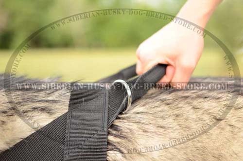 Siberian Husky nylon dog harness with quick grasp handle