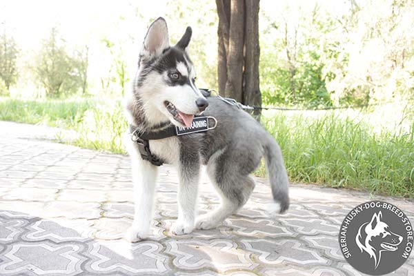 Siberian Husky nylon harness with rust-resistant hardware for improved control