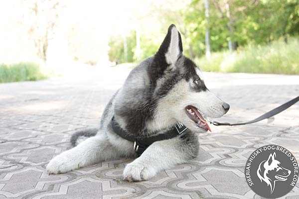 Siberian Husky nylon harness with reliable nickel plated hardware for walking