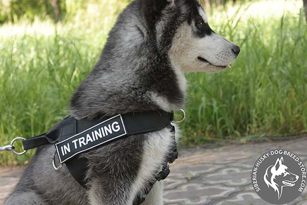 Siberian Husky nylon harness of high quality with d-ring for leash attachment for daily activity