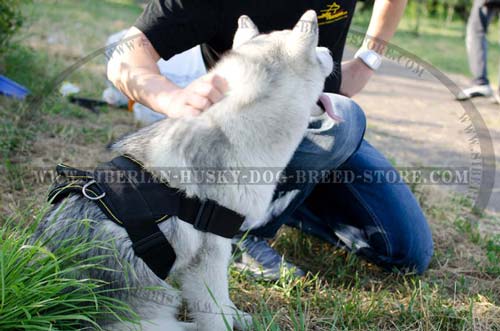 Siberian Husky nylon harness