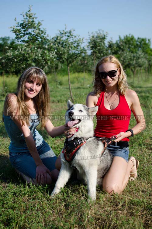 Easy-to-use Siberian Husky harness