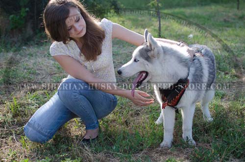 Siberian Husky harness with adjustable straps