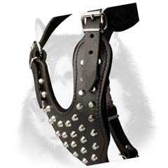 Siberian Husky harness with stud decoration