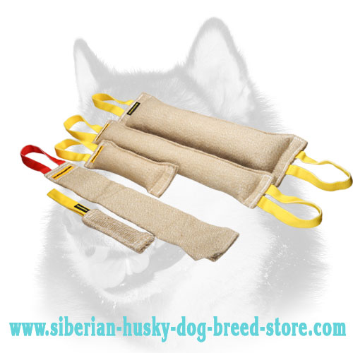 Buy Now Adult Siberian Husky Training Set and Get Amazing Gift ( value $15.29)