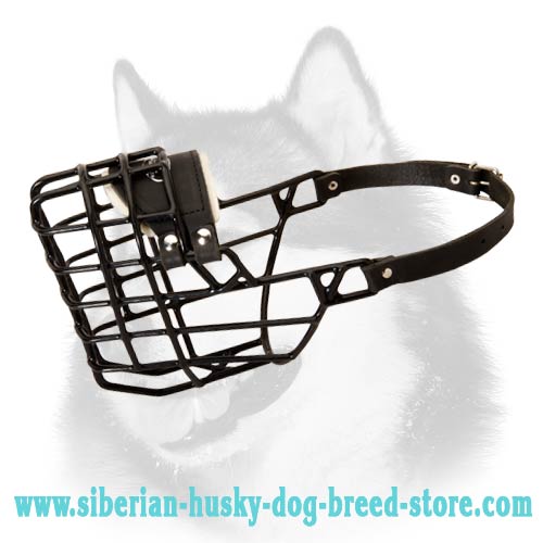 Siberian Husky Perfect Wire Muzzle for Low Temperatures