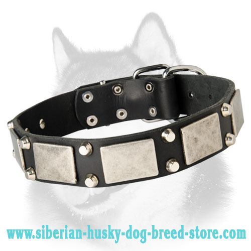 Designer Dog Collar Adorned with Nickel Plates and Cones for Siberian Husky, Akita, Malamute and Samoyed