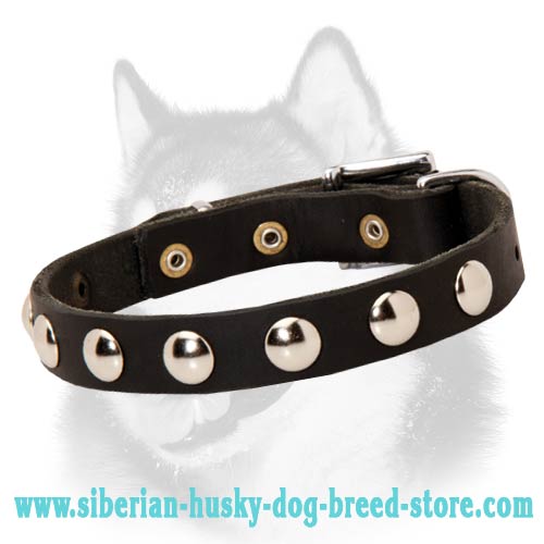 Awesome Studded Leather Dog Collar for Siberian Husky