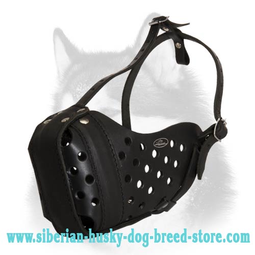 Agitation Leather Siberian Husky Muzzle - Click Image to Close