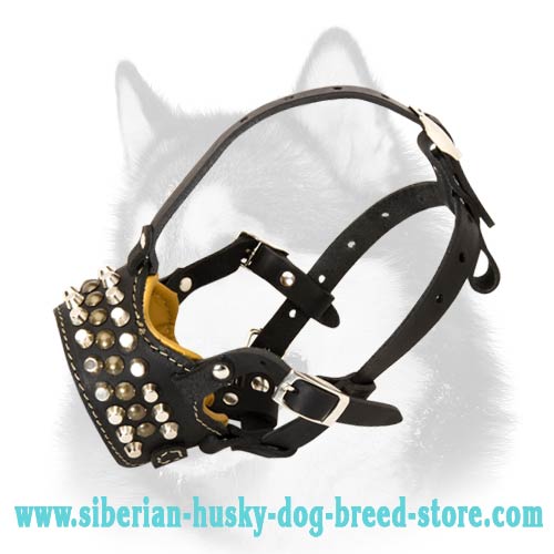 Superb Decorated Leather Muzzle for Siberian Husky - Click Image to Close