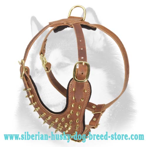 2-Ply Leather Harness for Siberian Husky with Brass Spikes