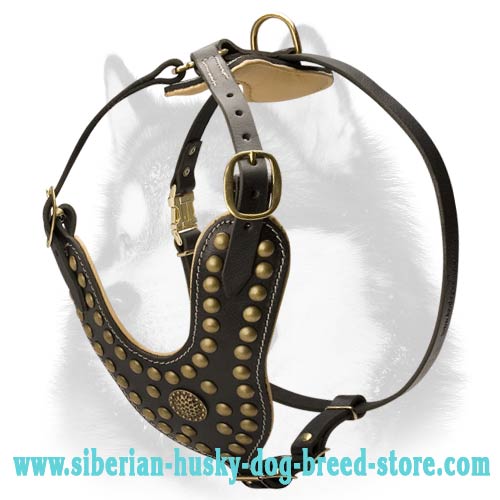 Siberian Husky Royal Leather Harness Exclusive Studded Design