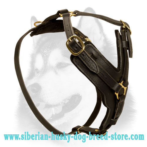 Siberian Husky Leather Harness with Soft Felt Padding