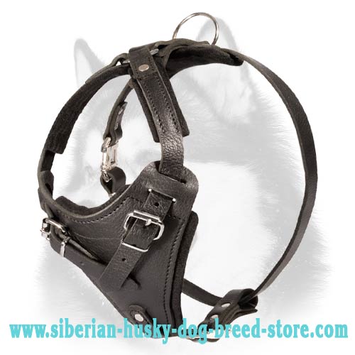 Super Quality Leather Harness for Siberian Husky